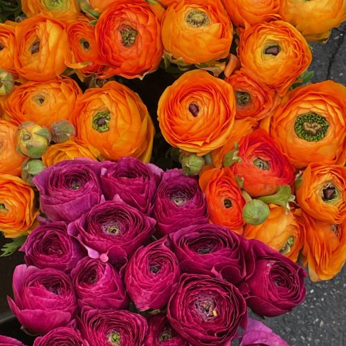 Collections - Buttercups © 1