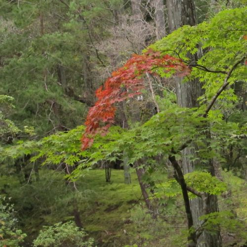 Collections - Saihoji garden © - 1