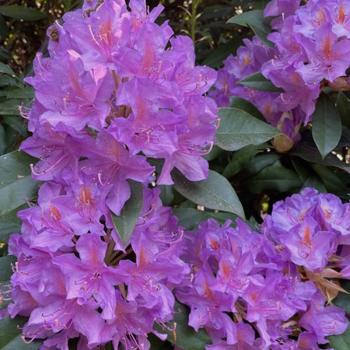 Collections - Rhododendrons - © 6