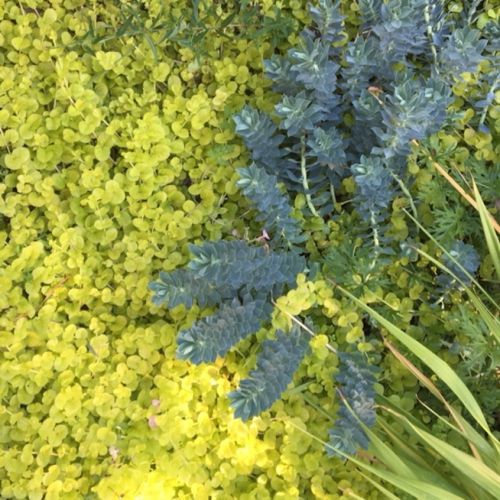 Collections - Patch of green, Parc Monceau, Paris © - 1