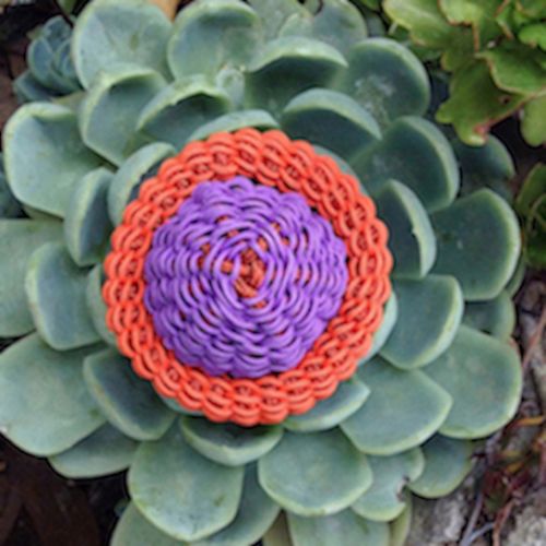 Collections - Bouton de cactus © - 4