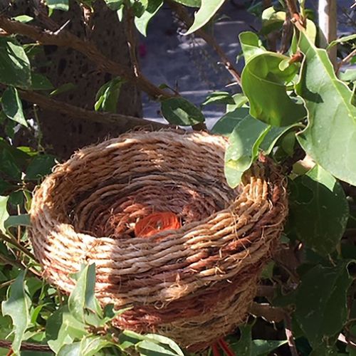 Collections - Tournis orange III © - 2