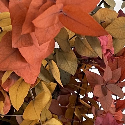 Collections - Eucalyptus bouquet © - 2